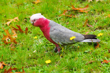 Galah feeding on lawn LHS