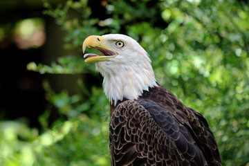 Portrait of a Bald Eagle with his tongue out, making a silly face in his natural habitat. 