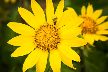 Macro: Yellow Fly on Yellow Flower