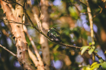 Humming Bird Chilling Out with Blurred Background