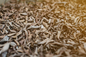 soft focus Dry leaves background,Dried leaves
