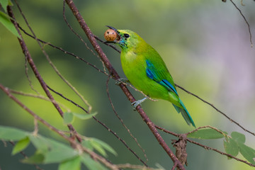 Blue-winged Leafbird eating fruit at Krungshing national park in Thailand.