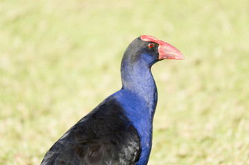 Moor hen head