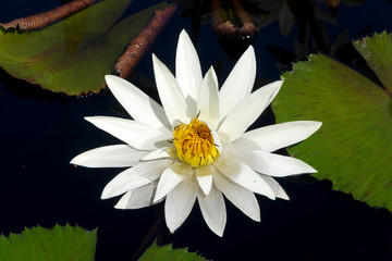 Water lilies in tropical garden