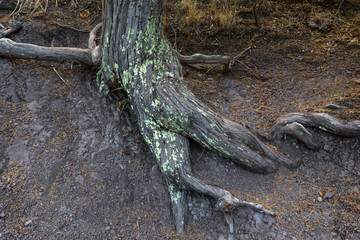 tree roots