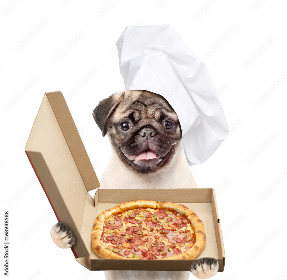 Poster Funny dog in chef's hat with an open box of pizza. isolated on white background