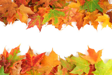 colorful autumn maple leaves frame isolated on white background