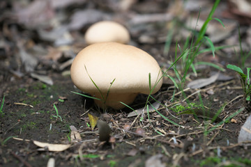 brain puffball or skull-shaped puffball