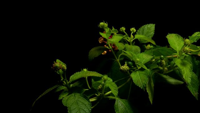 Time lapse of West Indian Lantana (Lantana camara) flowers blooming. Studio shot over black.