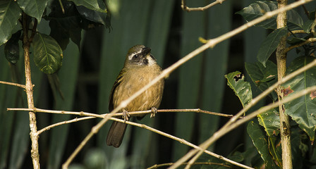 Small bird called Trinca-Ferro in Brazil perched