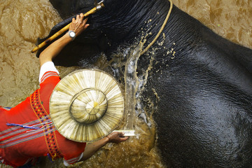 Man bathing elephant