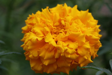 Summer background - beautiful bright yellow flowers with gentle petals