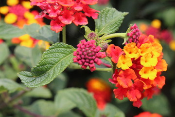 Lo hermoso de la vida 