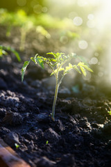 gruwth seedling tomato