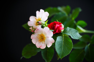 Fototapeta premium Bouquet of wild and red rose