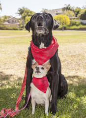 Chihuahua and lab portrait