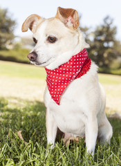 Obraz premium Chihuahua Portrait
