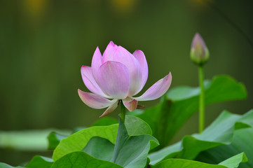 lotus