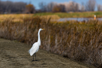 Fototapeta premium A great egret is ready to take off