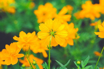 backside yellow cosmos flowers In the garden,soft focus