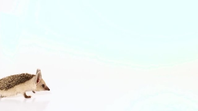 Little long-haired hedgehog (lat. Hemiechinus auritus) goes from left to right and comes back isolated on white background.