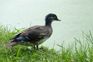 Mandarinente Weibchen an einem See mit Entengrütze