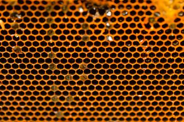 honeycomb bee home closeup texture background