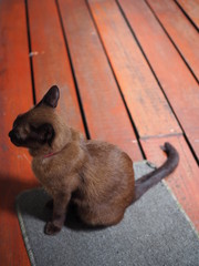 Thai Siamese brown cat sitting on grey carpet, with red orange wooden board tile floor background