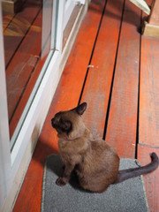 Thai local brown Siamese cat sitting waiting for someone to open the door