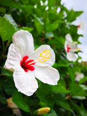  hibiscus flower
