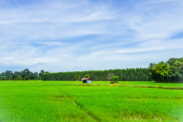 Landscape of grass field and green environment and vintage home use as natural background, backdrop, spring, summer, nature protection and ecology concepts.