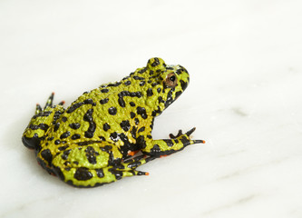 Fire-bellied toad on white.
