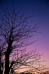 twilight sky fall season with silhouette dried tree vertical shot