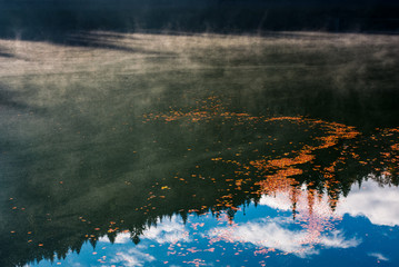 foliage on the misty water surface