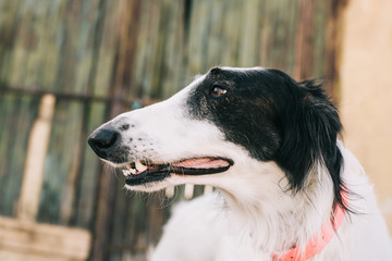 Dog portrait. Borzoi dog looking away. Shallow depth of field.