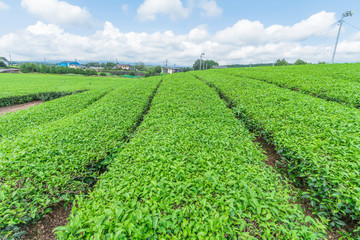 Fototapeta na wymiar Fresh green tea farm in spring , Row of tea plantations (Japanese green tea plantation) with blue sky background in Fuji city ,Shizuoka prefecture, Japan.