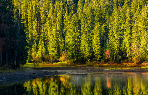 spruce forest with lake at sunrise