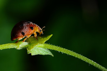 orange ladybug on green grass - Powered by Adobe