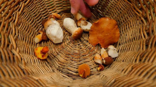 From the top shot of hand placing boleti mushrooms in  wicker basket.  The mushroom hunting