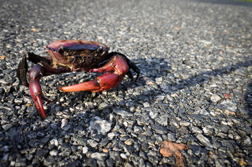 Field crap walk along the hard road. Strong claw and shell, walk and face up to the sunlight.