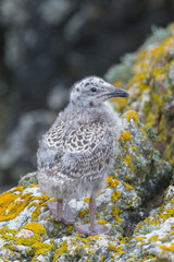      Baby gull, seagull newborn on the cliff 