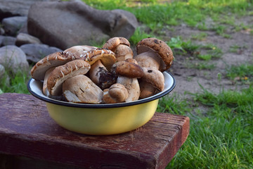 Porcini in metal bowl on wooden small stool. White edible wild mushrooms. Copy space for your text.