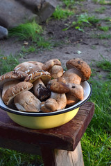 Porcini in metal bowl on wooden small stool. White edible wild mushrooms. Copy space for your text.