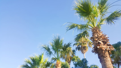 Fan-shaped leaves palms view on blue sky background, colorful nature wallpaper 
