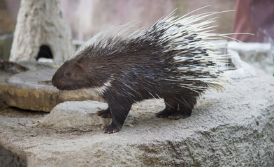 Malayan Porcupine 