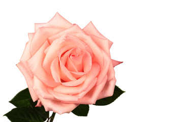 Pink rose isolated on a white background close-up.