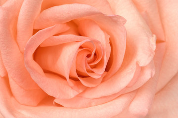 Fototapeta na wymiar Beautiful pink rose close-up. Macro photo, floral background.