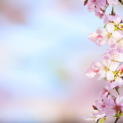 Fototapeta na wymiar realistic sakura cherry branch with blooming flowers with nice background color