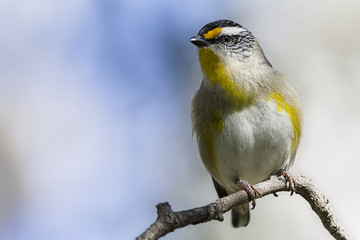 Striated Pardalote (Pardalotus striatus) photographed at Woodlands Historic Park Melbourne Australia