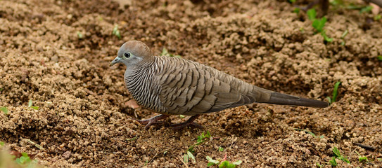 Zebra dove walking on sandy surface